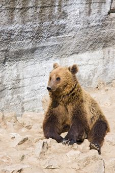 Bear Stock Image Bear Stock Image