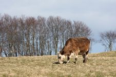 Cow Grazing Stock Photography