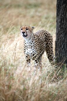 Cheetah Standing In The Grass Stock Photos Cheetah Standing In The Grass Stock Photos
