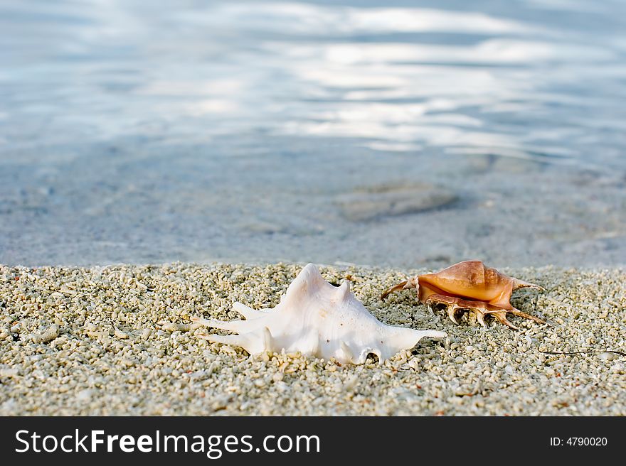 Two cockleshells on the beach