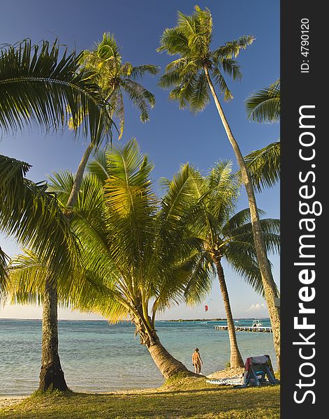 Coconut Trees On Moorea In South Seas