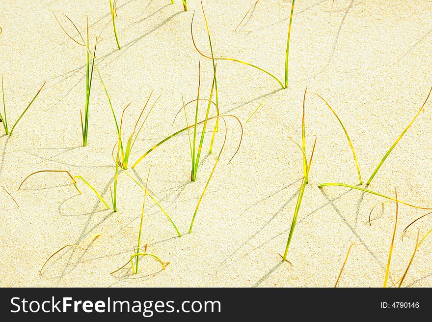 In spring, small grass in seashore sand beach. In spring, small grass in seashore sand beach.