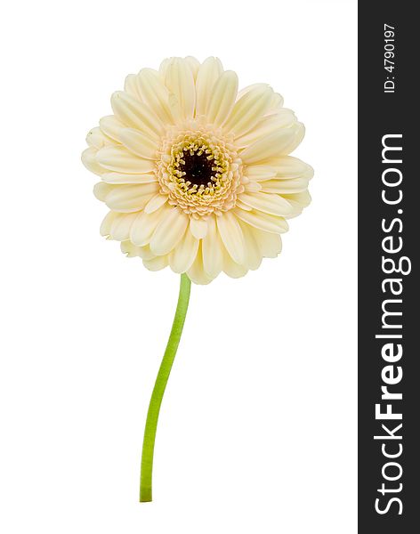 Beautiful creme colored gerbera isolated on a white background