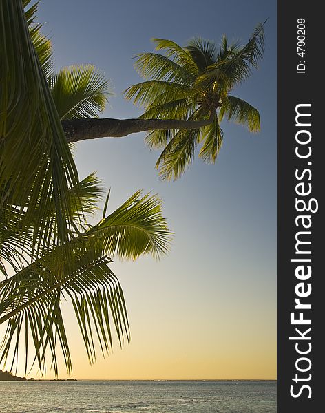 Coconut trees on moorea in south seas, Moorea, French Polynsia
