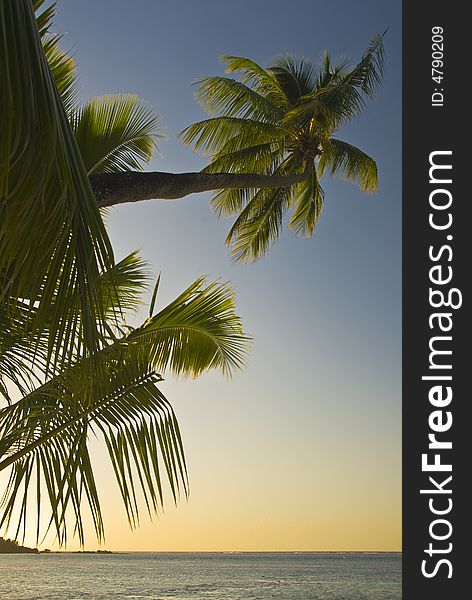 Coconut Trees On Moorea In South Seas