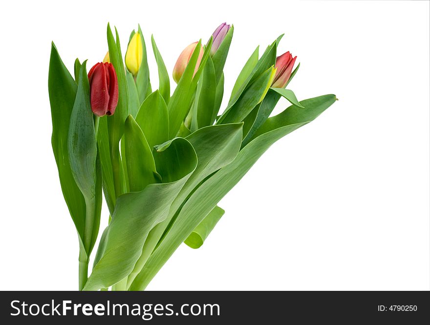 Colorful tulips isolated on a white background