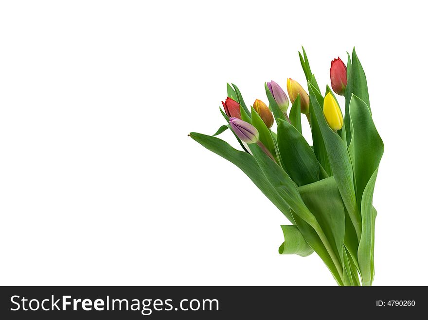 Colorful tulips isolated on a white background