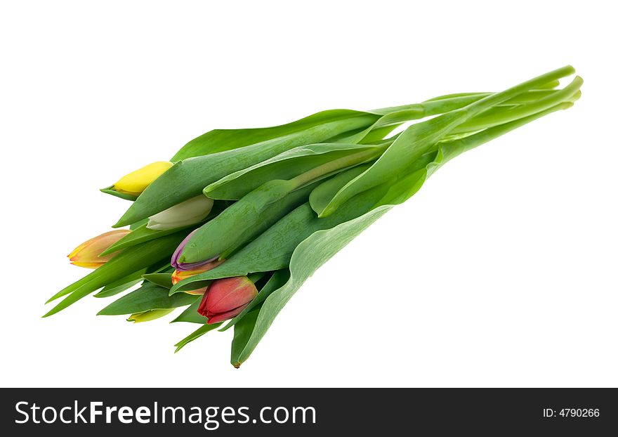 Colorful tulips isolated on a white background