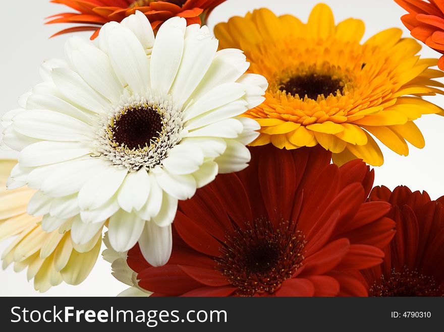 Colorful gerberas isolated on a white background