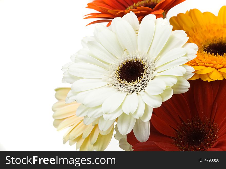 Colorful gerberas isolated on a white background