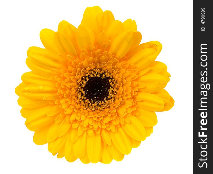 Beautiful yellow gerbera isolated on a white background