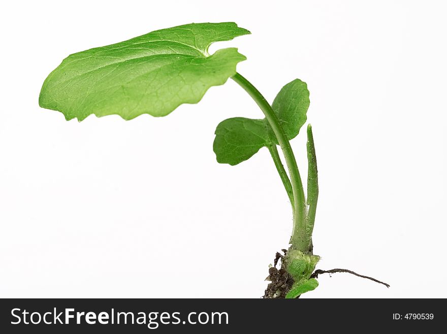 Spring plant isolated on white background