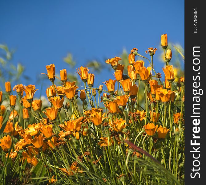 California poppies, srping time, usa