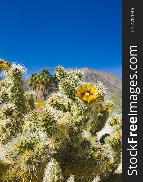 Wild flowers. Anza-Borrego Desert state park. California