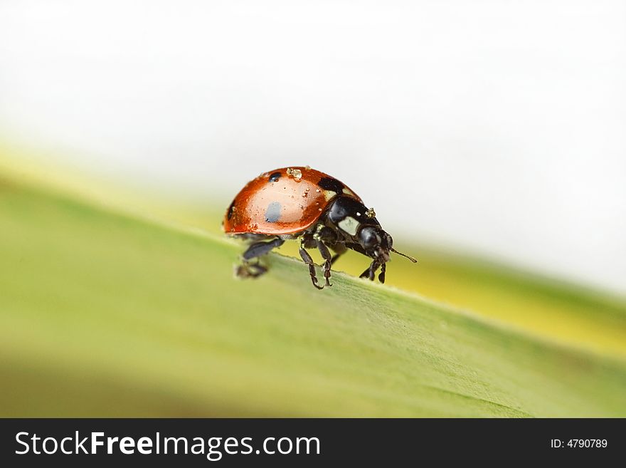 Ladybug sitting on a leaf. Ladybug sitting on a leaf