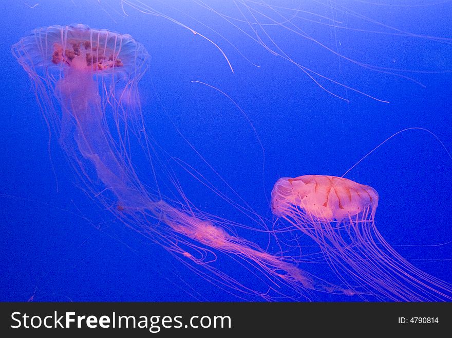 Pink jellyfish couple taken in Hongkong aquarium.
