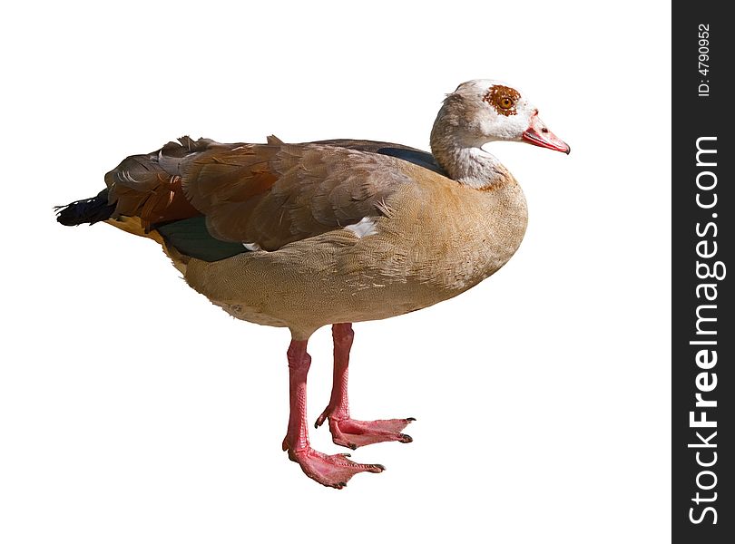 Egyptian Goose Cutout