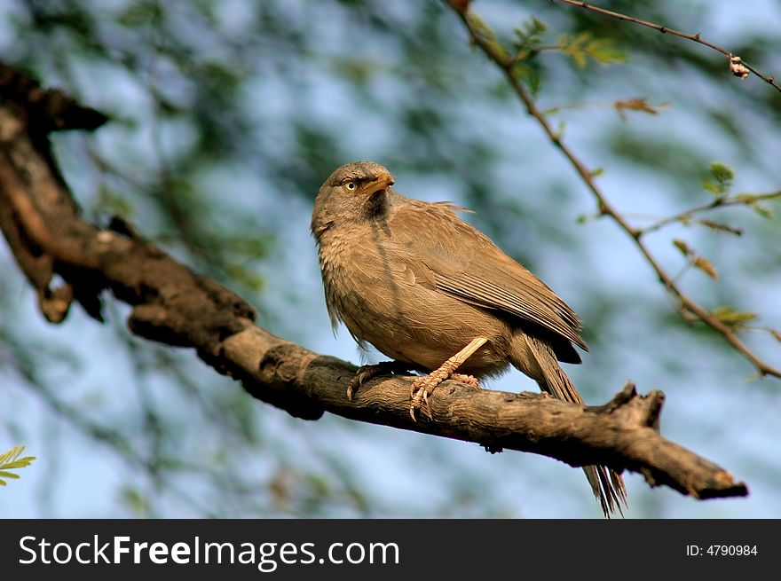 India, rajasthan: blue sky; green tree and a small  bird. India, rajasthan: blue sky; green tree and a small  bird
