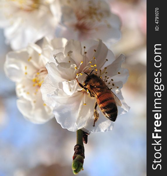 Busy bee and blossom work