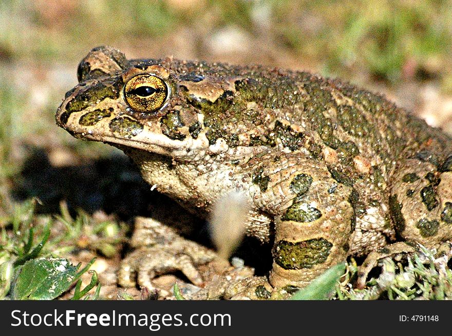 A close up shot of a European Green Toad