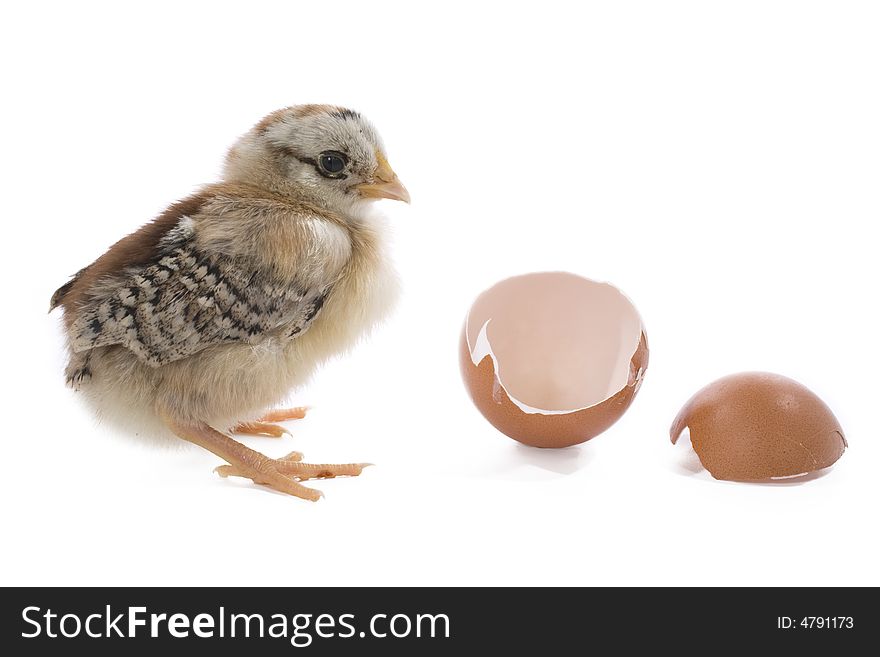 Brown newborn chick with egg. Brown newborn chick with egg