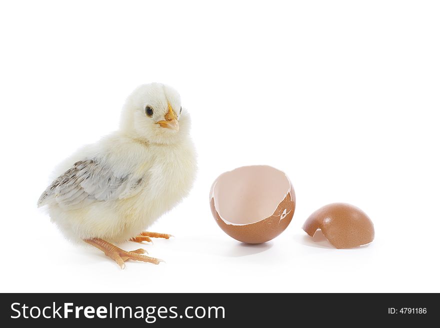 Yellow newborn chick with egg. Yellow newborn chick with egg