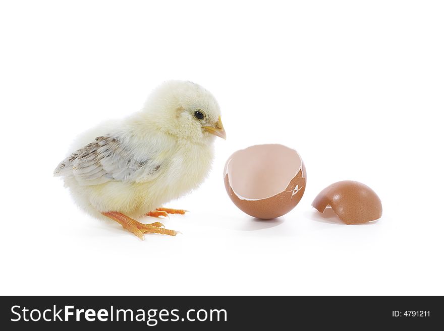 Newborn yellow chick with egg. Newborn yellow chick with egg