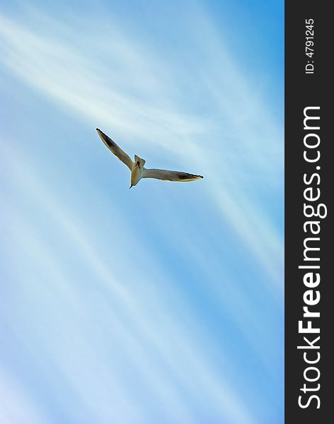 Picture of seagull flying in the sky.