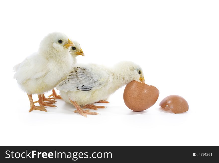 Newborn yellow chicks with egg. Newborn yellow chicks with egg