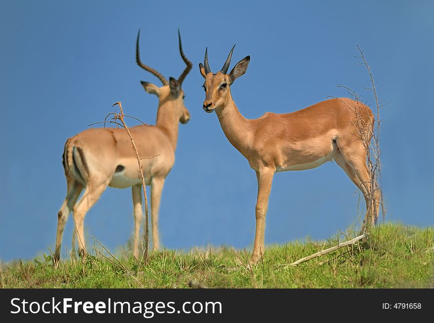 Two Impala male.
The name impala comes from the Zulu language. They are found in savannas and thick bushveld (South Africa). Two Impala male.
The name impala comes from the Zulu language. They are found in savannas and thick bushveld (South Africa)
