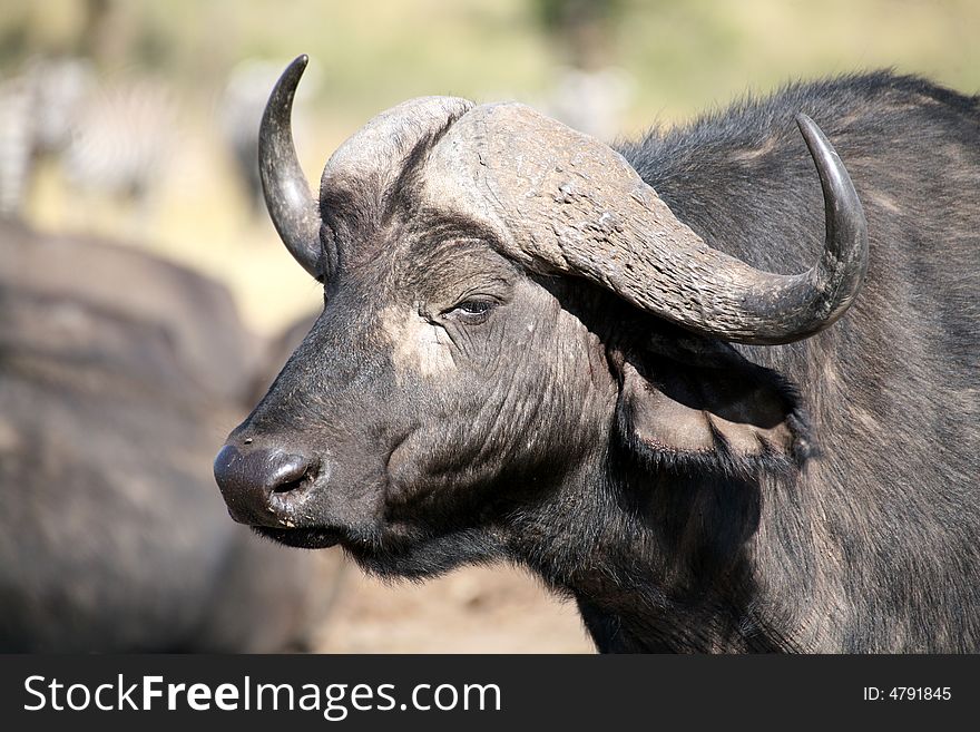 Buffalo in the Masai Mara Reserve (Kenya). Buffalo in the Masai Mara Reserve (Kenya)