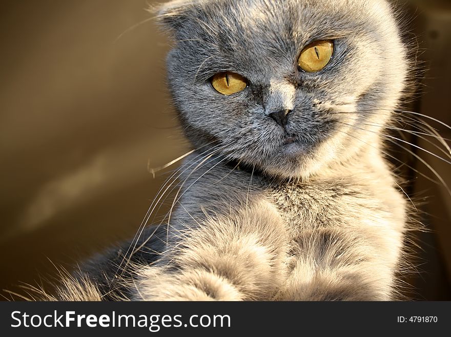 Scottish fold cat close-up photo. Scottish fold cat close-up photo