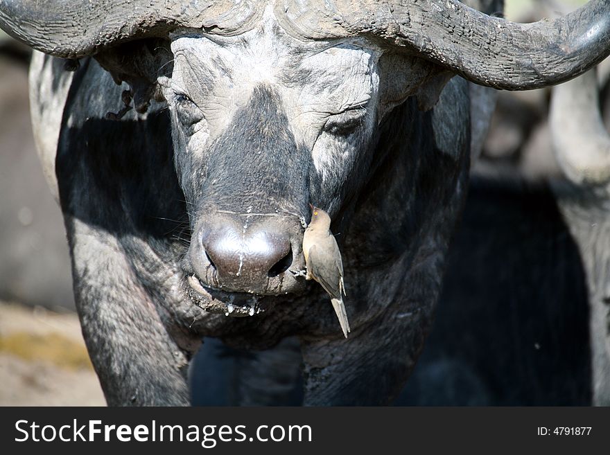 Buffalo and Oxpecker in the Masai Mara Reserve (Kenya). Buffalo and Oxpecker in the Masai Mara Reserve (Kenya)