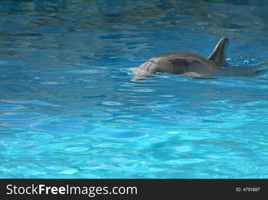 Bottle-nose dolphin breaking the surface of the water. Bottle-nose dolphin breaking the surface of the water