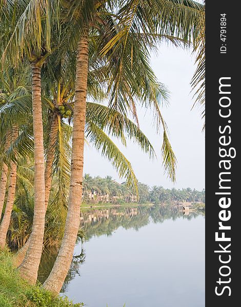 Palm and coconut tree above water