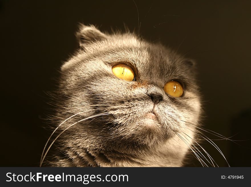 Scottish fold cat close-up photo. Scottish fold cat close-up photo