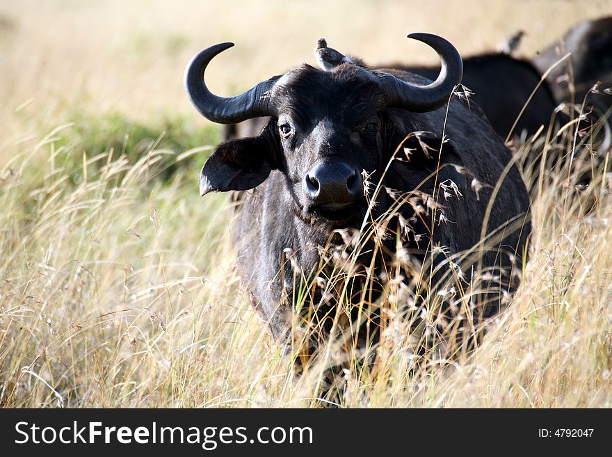 Buffalo in the Masai Mara Reserve (Kenya). Buffalo in the Masai Mara Reserve (Kenya)