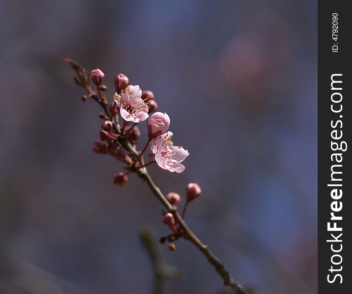 Cherry spring pink blossom, blurry background. Cherry spring pink blossom, blurry background.