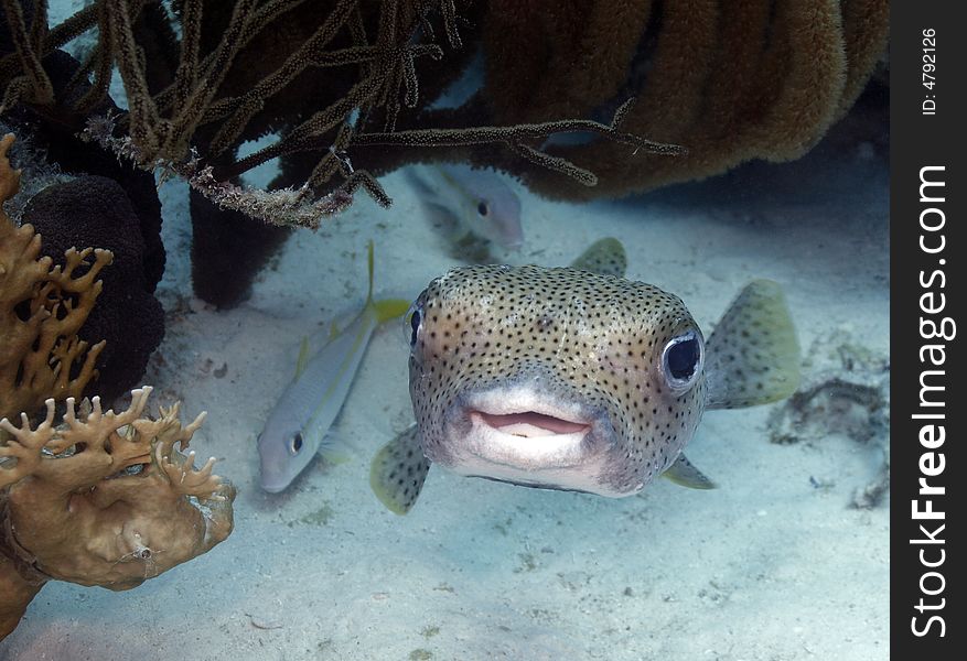 Porcupinefish (Diodon hystrix) on the coral reefs of Bonaire in the Caribbean