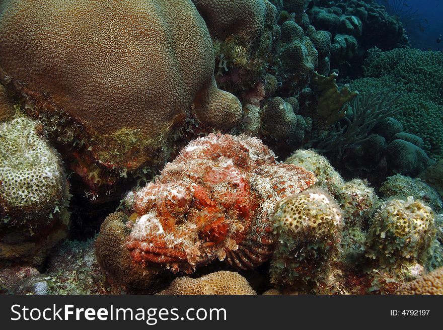 Spotted Scorpionfish (scorpaena plumien)on the coral reefs of Bonaire in the Caribbean