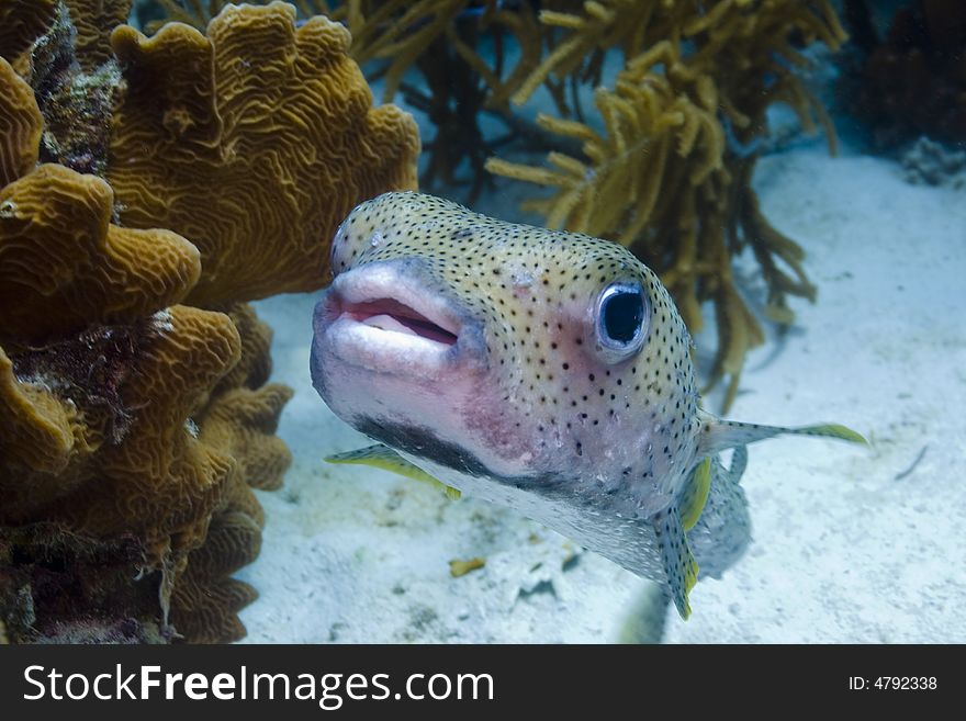 Porcupinefish (Diodon hystrix)on the coral reefs of Bonaire in the Caribbean