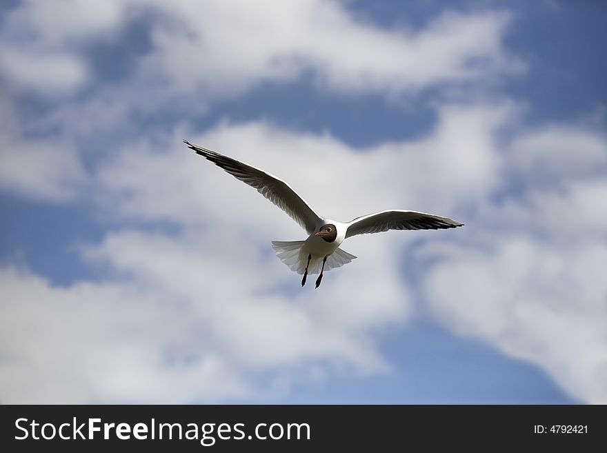 Flying Black-headed gull with sky background