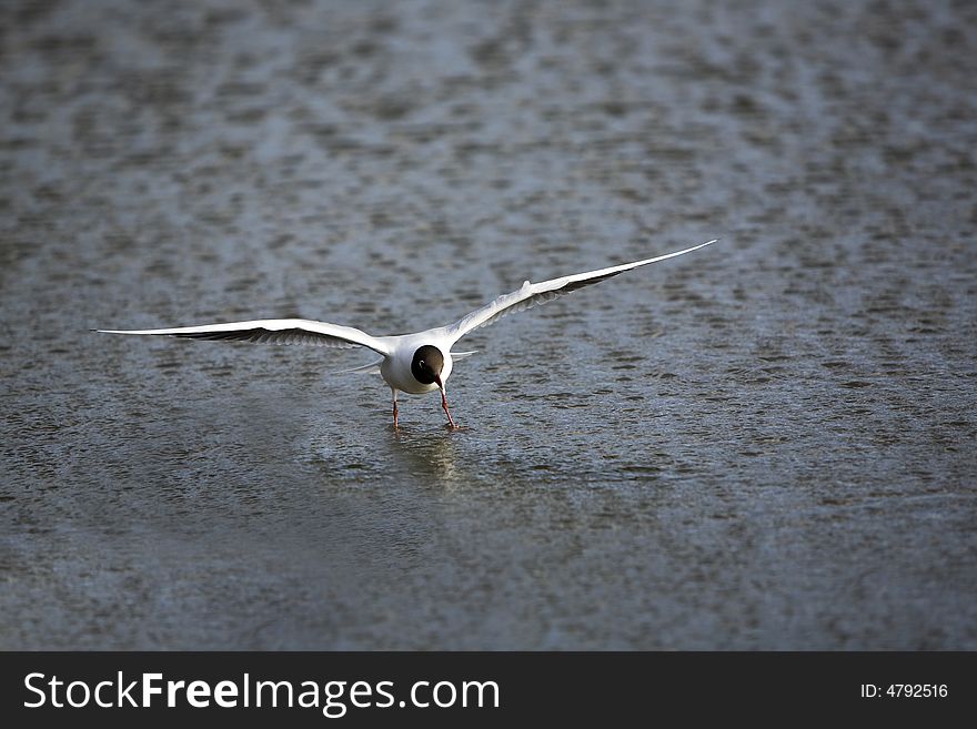 Landing Black-headed Gull