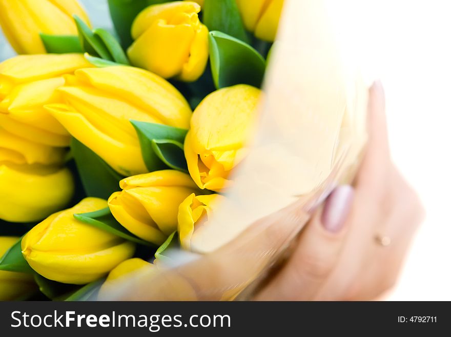 Yellow tulips in woman's hands close up