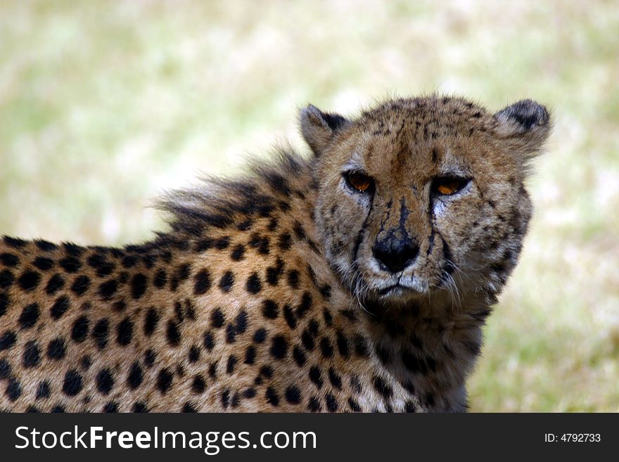 Scarred cheetah basking in the sun in the Kruger National Park (South Africa)