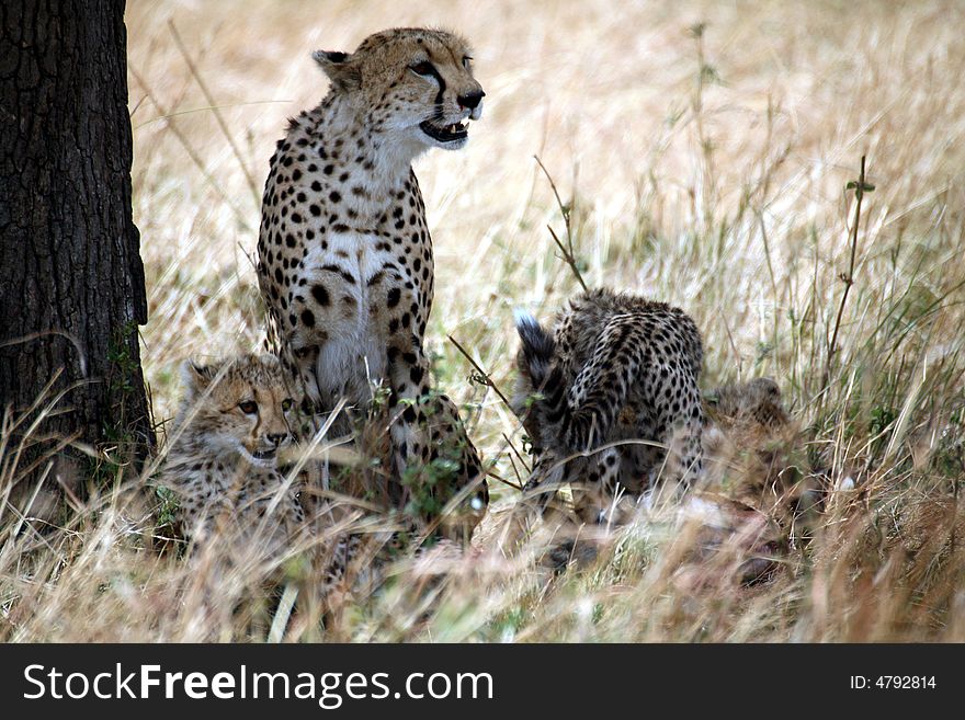 Watchful Cheetah With Cubs