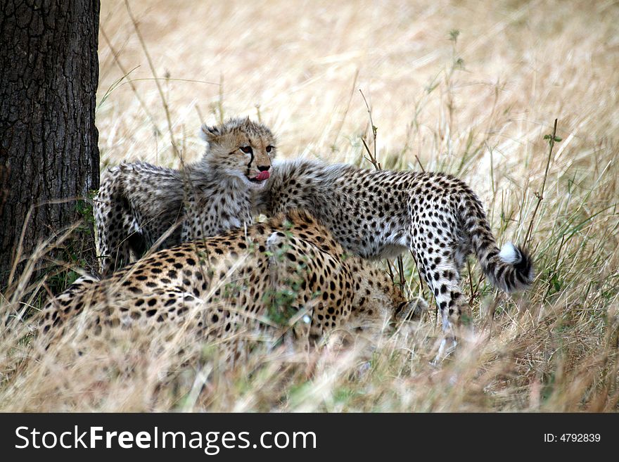 Cheetah cubs with a kill