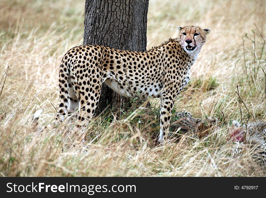 Cheetah standing in the grass after a kill in the Masai Mara Reserve in Kenya