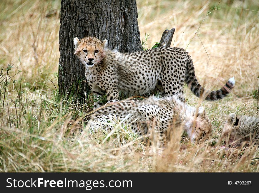 Cheetah cub standing watchful in the grass
