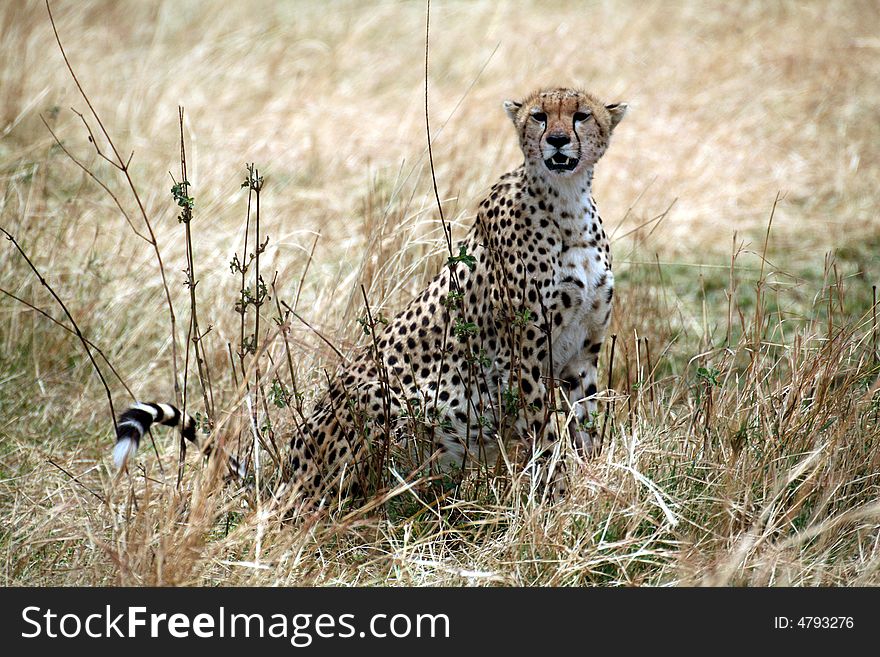 Cheetah sitting in the grass after a kill in the Masai Mara Reserve in Kenya